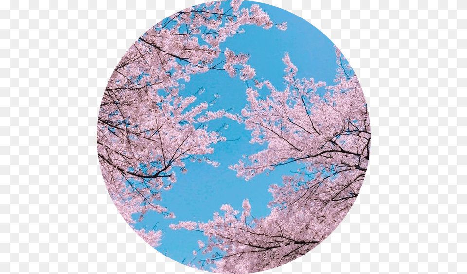 Sakura Japan Japanese Sky Tree Cherryblossom Aesthetic Cherry Blossom Background, Flower, Photography, Plant, Outdoors Free Transparent Png