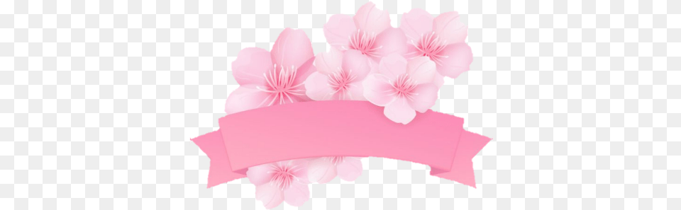 Sakura Kirschblte Banner Pink Rosa Sakura Banner, Flower, Petal, Plant, Cherry Blossom Png