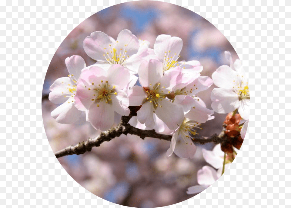 Sakura Massage Oil Girly, Flower, Plant, Cherry Blossom, Petal Free Transparent Png