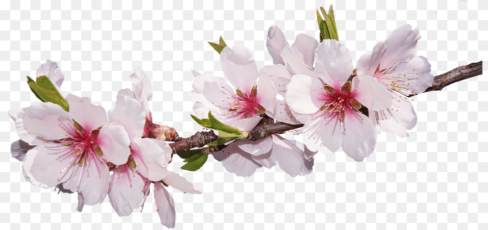 Sakura May New Month Messages, Flower, Plant, Geranium, Pollen Png Image