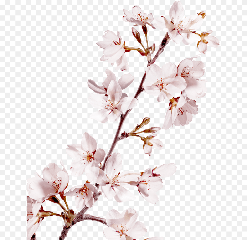 Sakura Pink Flowers Background Cherry Blossom, Flower, Plant, Cherry Blossom Free Png Download