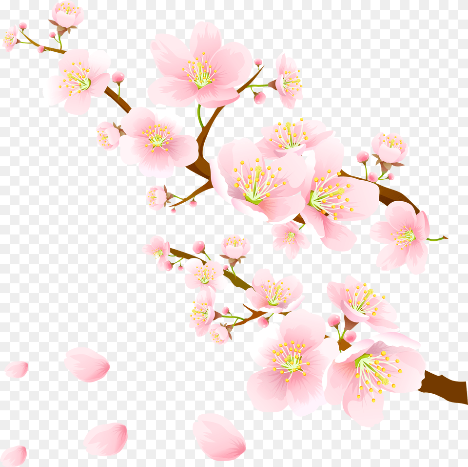 Sakura Pink Flowers Clipart Hoo Hey How, Flower, Plant, Cherry Blossom, Petal Free Transparent Png