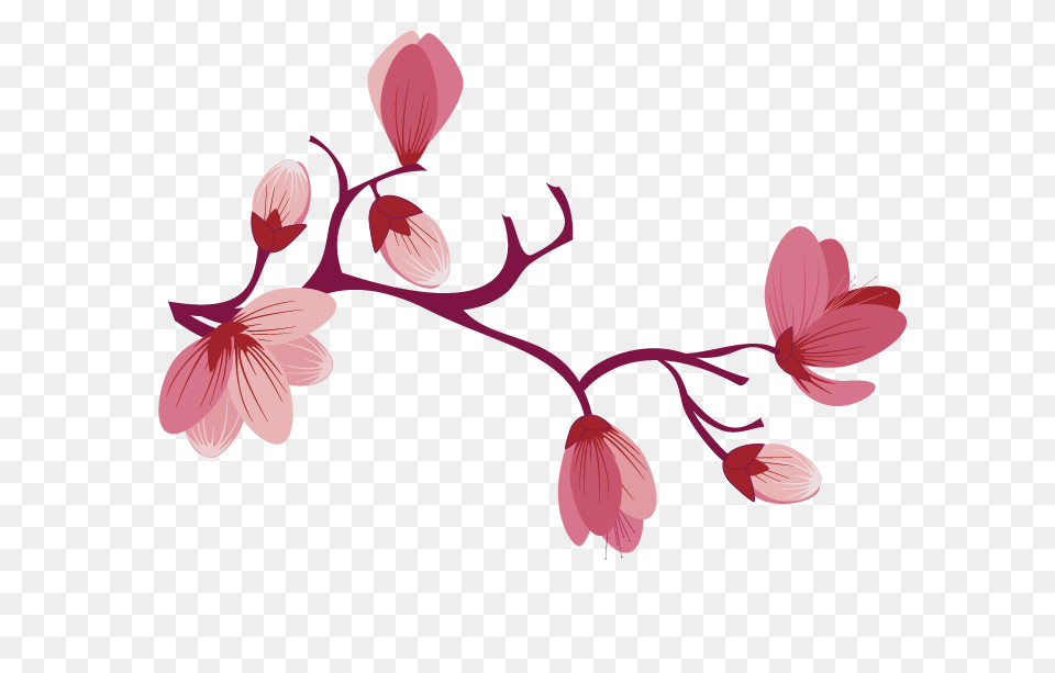 Sakura Pink Flowers Free Background, Flower, Plant, Petal, Cherry Blossom Png