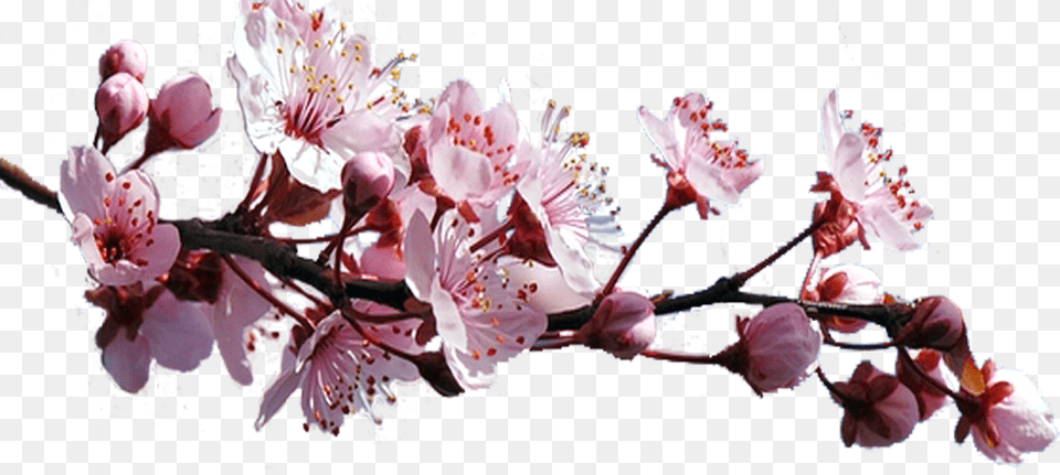 Sakura Pink Flowers Free Download Cherry Blossom, Flower, Plant, Cherry Blossom, Pollen Png Image