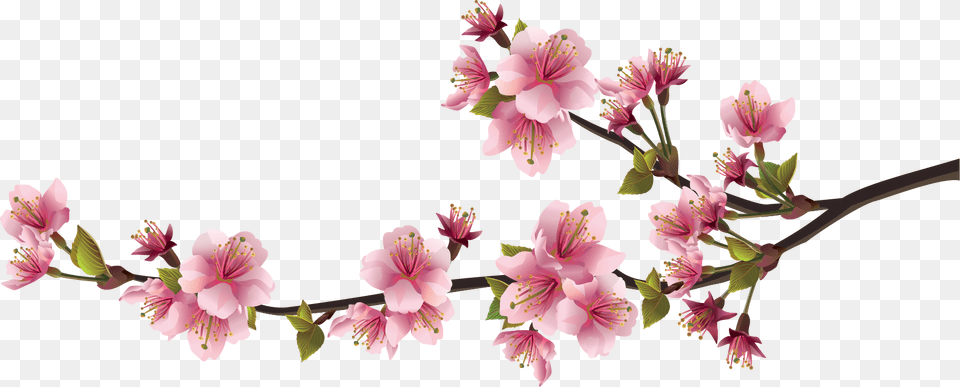 Sakura Pink Flowers Image Download, Flower, Plant, Geranium, Petal Free Transparent Png