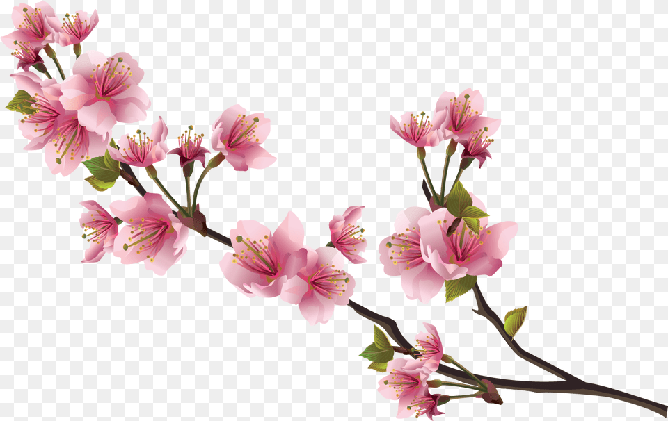 Sakura Pink Flowers File Sakura Pink Flowers, Flower, Plant, Anther, Geranium Png Image