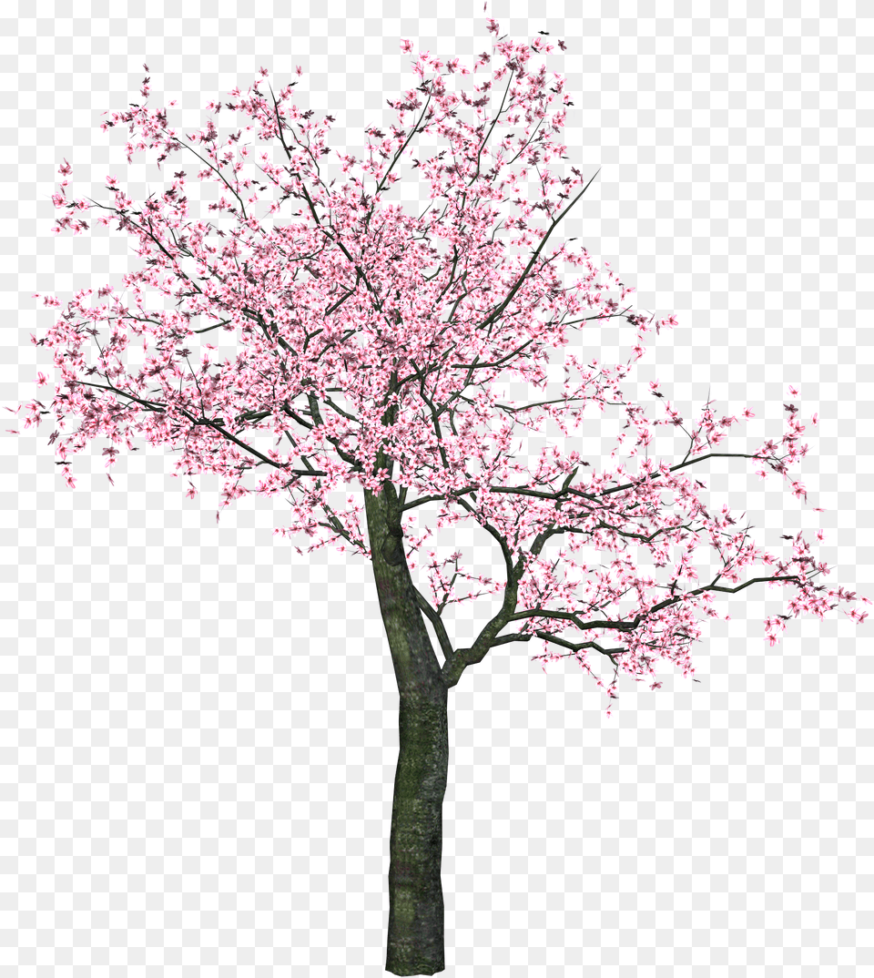 Sakura Pink Tree, Flower, Plant, Cherry Blossom Free Png