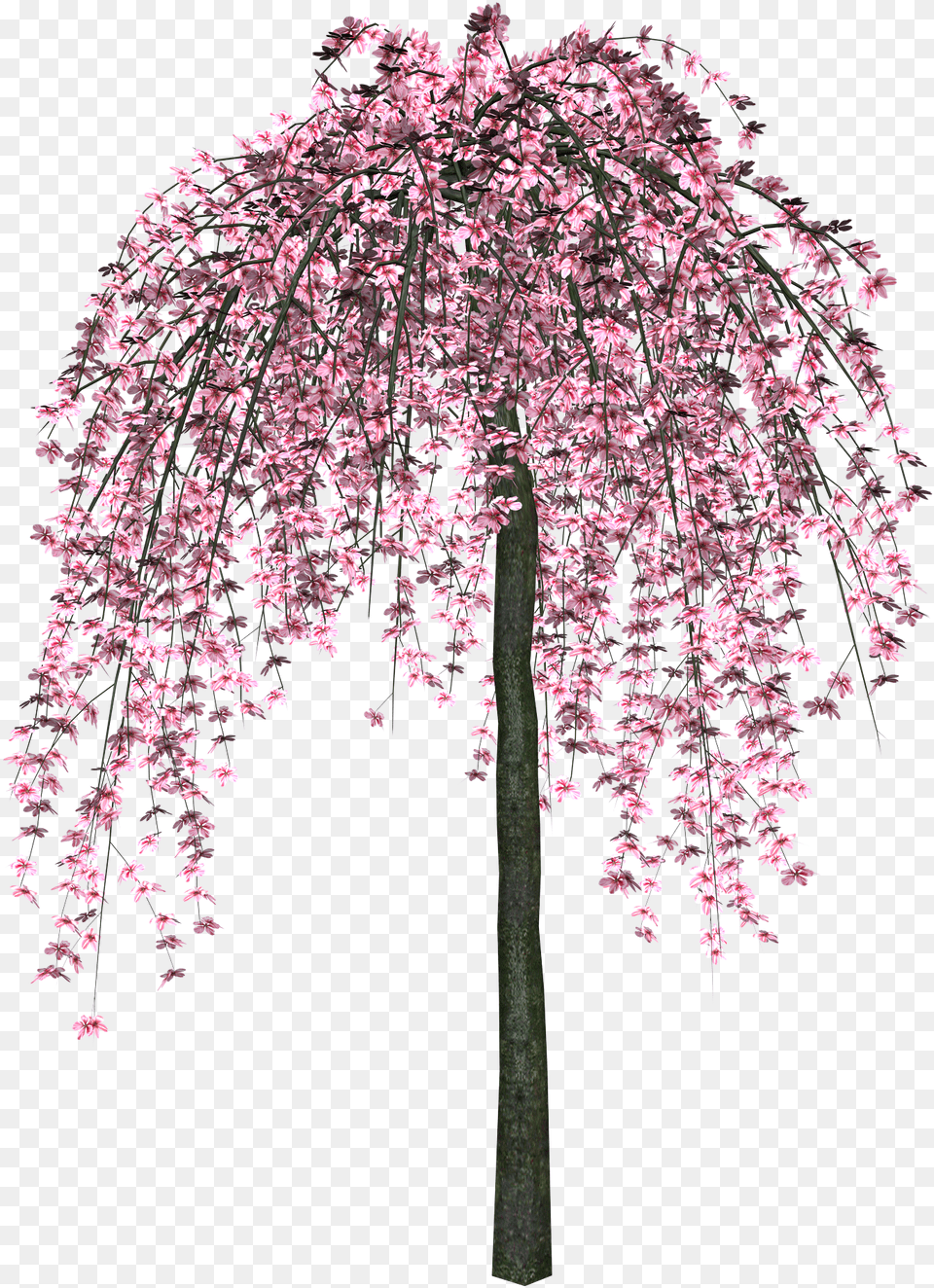Sakura Rozovoe Derevo, Flower, Plant, Cherry Blossom, Tree Free Transparent Png