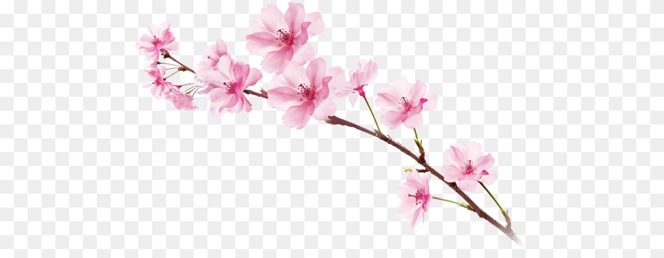 Sakura Sakura, Flower, Plant, Geranium, Cherry Blossom Png Image