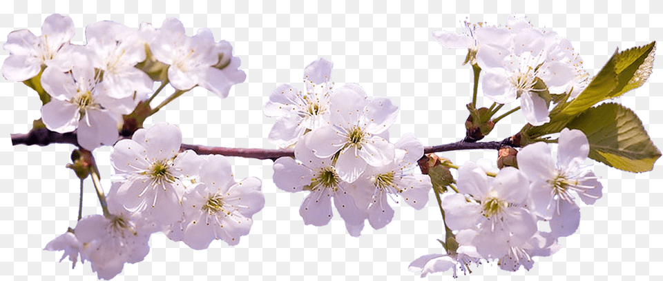 Sakura Sakura Flower On Background, Plant, Pollen, Cherry Blossom Free Png