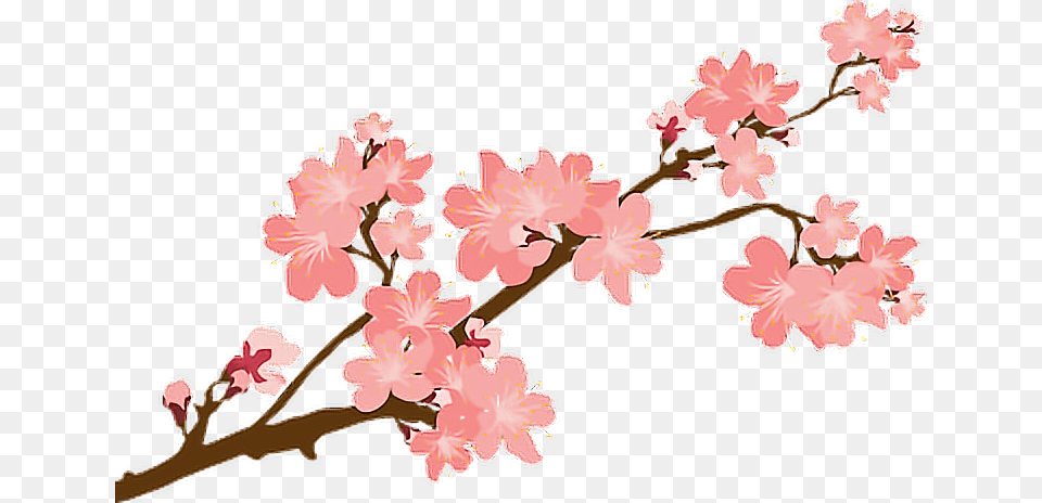 Sakura Sakuras Flower Flowers Cherry Cherryblossoms Blo, Plant, Cherry Blossom Free Png Download