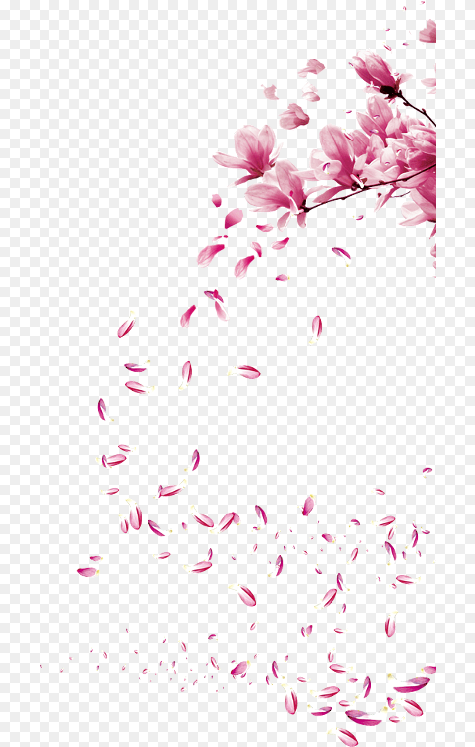 Sakura Sticker Blossom Brush, Flower, Petal, Plant, Paper Png