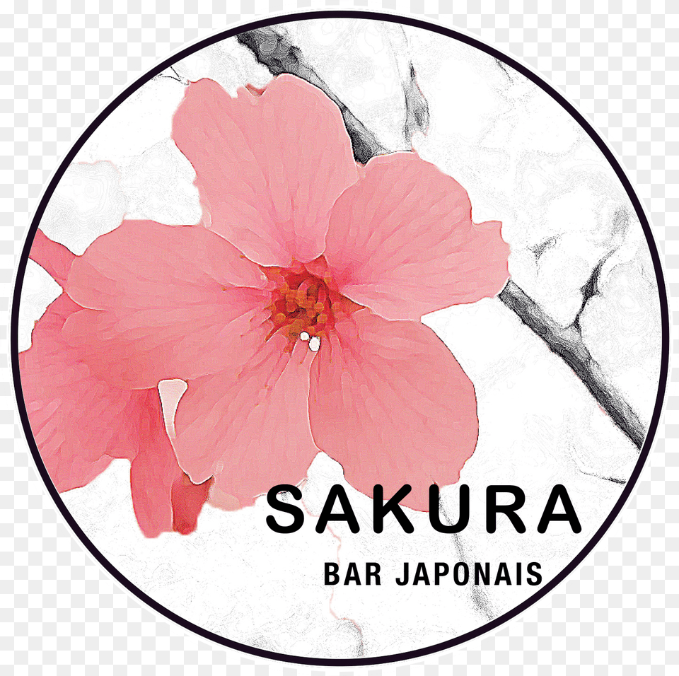 Sakura Sushi Bar, Flower, Petal, Plant, Hibiscus Free Transparent Png