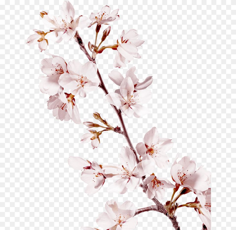 Sakura Transparent Background Cherry Blossom Tree Branch, Flower, Plant, Cherry Blossom Png Image