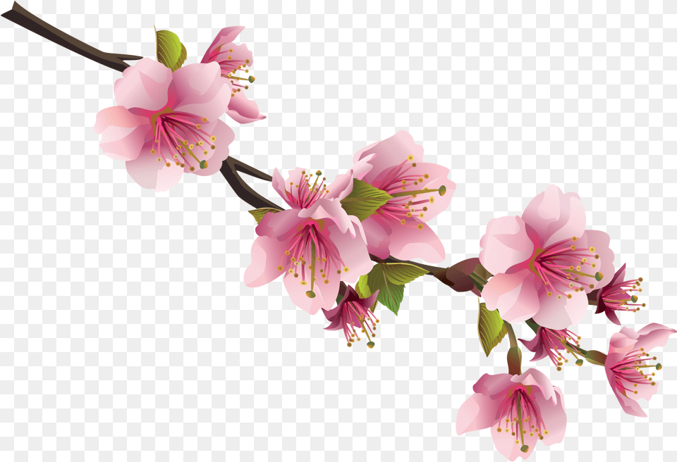 Sakura Transparent Background Sakura Flower, Anther, Plant, Pollen, Geranium Free Png Download