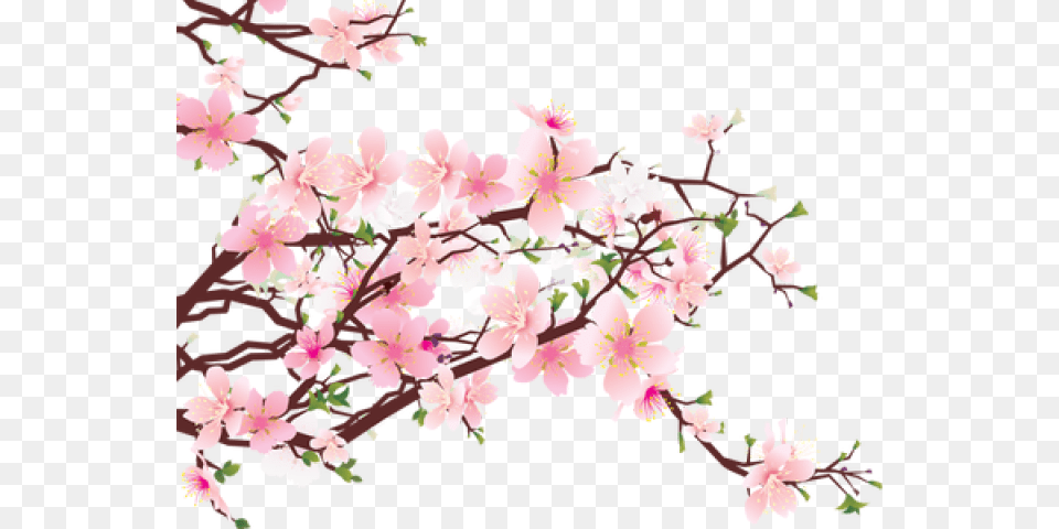 Sakura Image Sakura Tree, Flower, Plant, Cherry Blossom Free Transparent Png