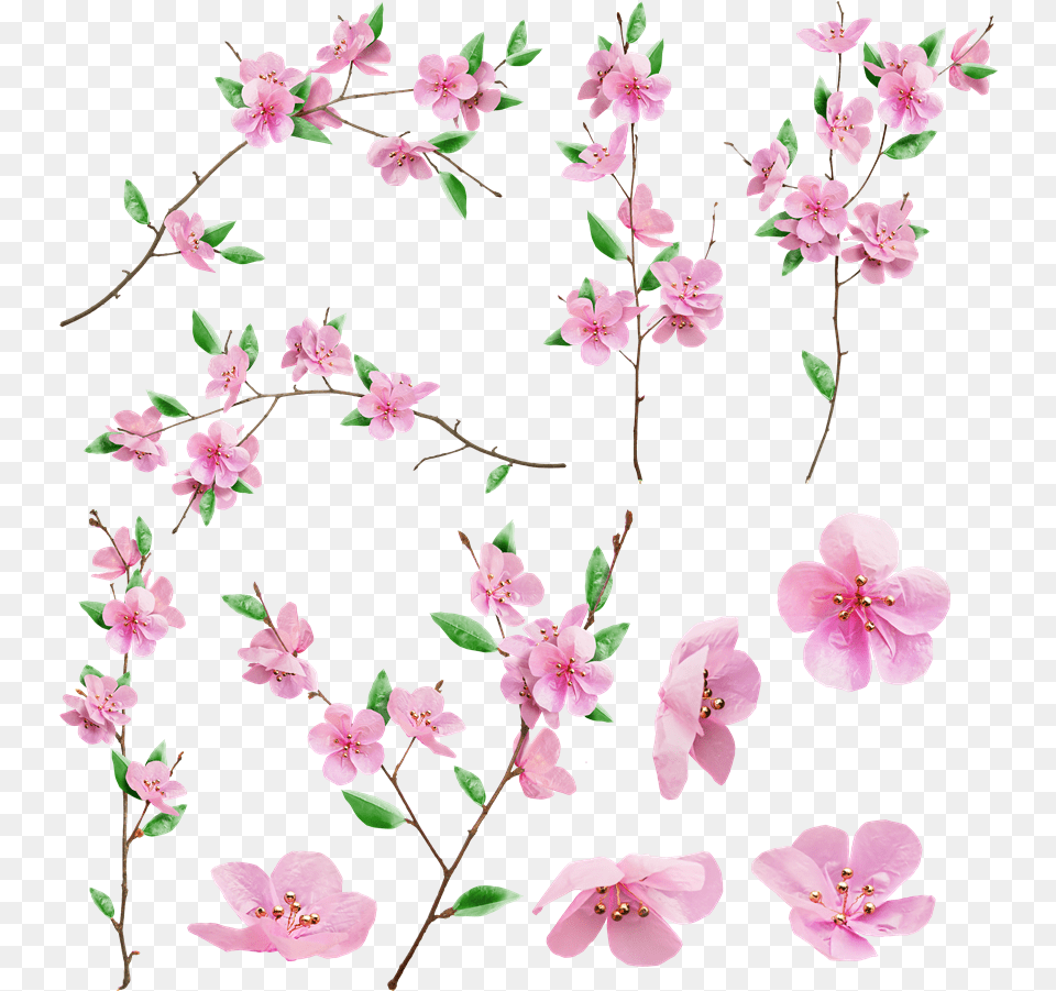 Sakura Transparent Sakura, Flower, Plant, Petal, Cherry Blossom Free Png Download