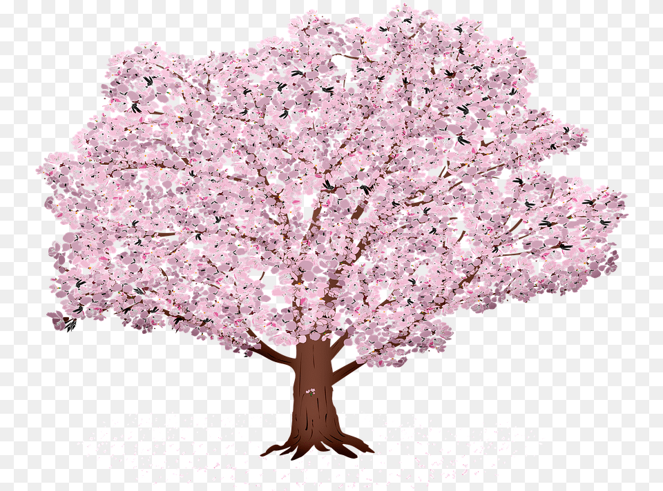 Sakura Tree Background Sunrays Sakura Summer Spring Sakura Tree Hd Transparent, Flower, Plant, Cherry Blossom Free Png Download