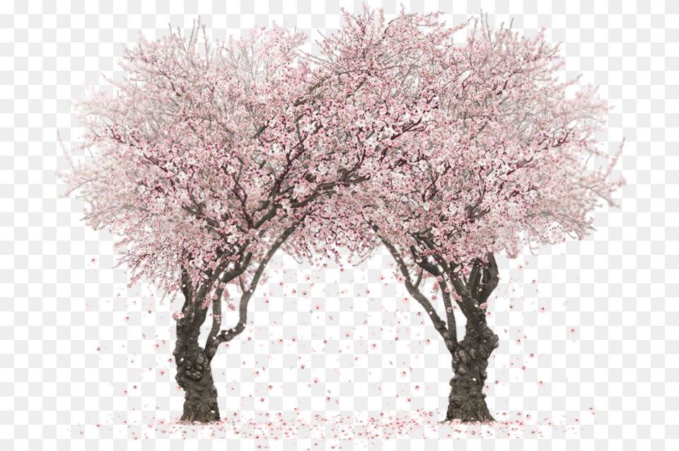 Sakura Tree Clipart Gallery Happy Kiss Day 2021, Cherry Blossom, Flower, Plant Png