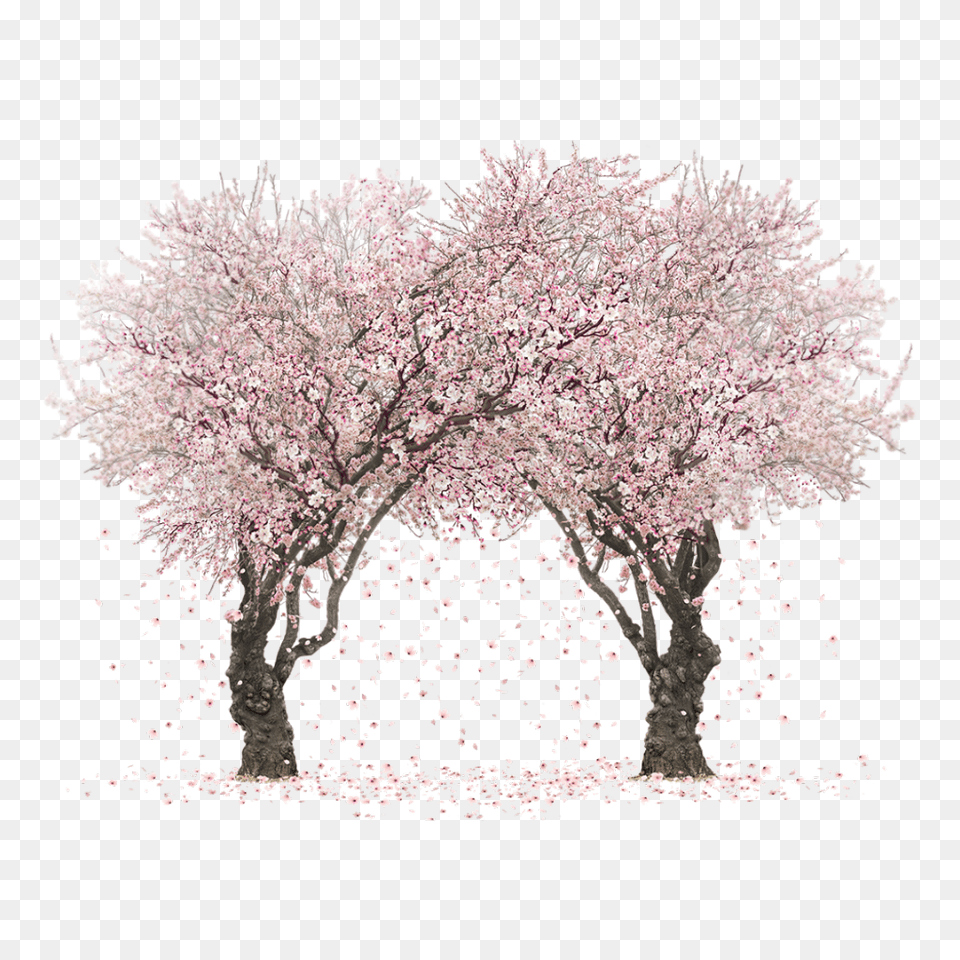 Sakura Tree Picture Cherry Blossom Tree, Cherry Blossom, Flower, Plant Png Image