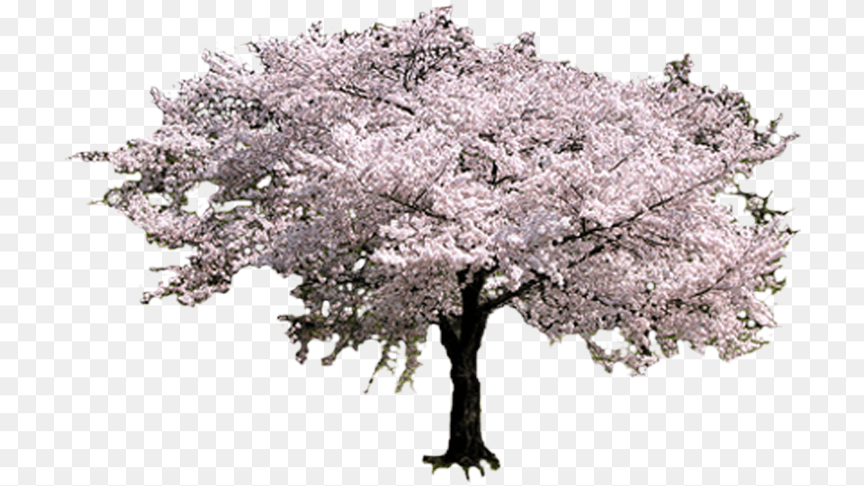 Sakura Tree Sakura Tree, Cherry Blossom, Flower, Plant Free Transparent Png