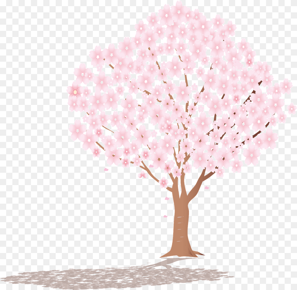 Sakura Tree Shadow Cherry Vector Graphic On Pixabay Cherry Blossom, Plant, Flower, Cherry Blossom, Adult Free Transparent Png