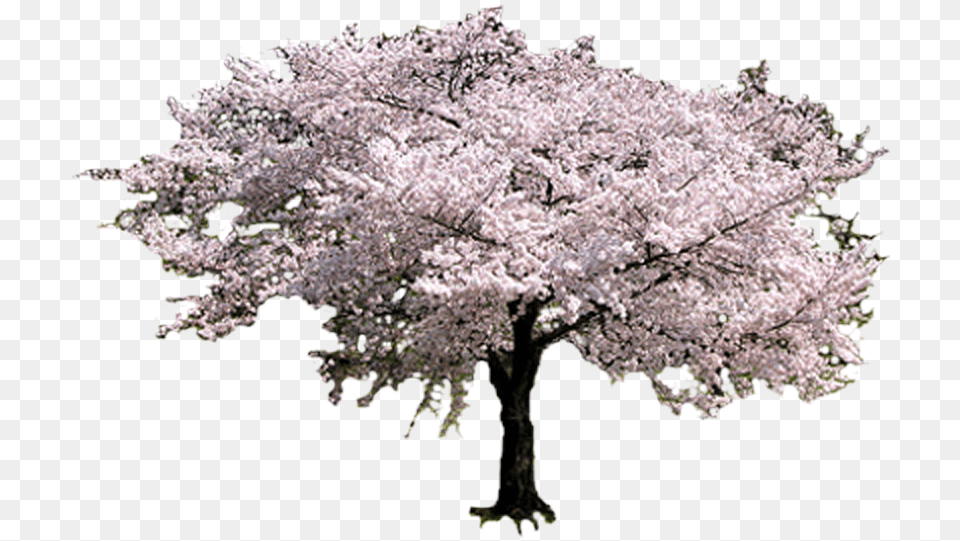 Sakura Tree Transparent Cherry Blossom Tree, Cherry Blossom, Flower, Plant Png