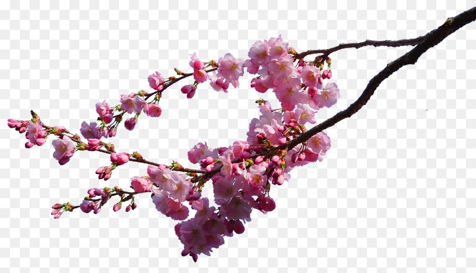 Sakura Tree Transparent U0026 Clipart Free Download Ywd Cherry Blossom Real, Flower, Petal, Plant, Cherry Blossom Png