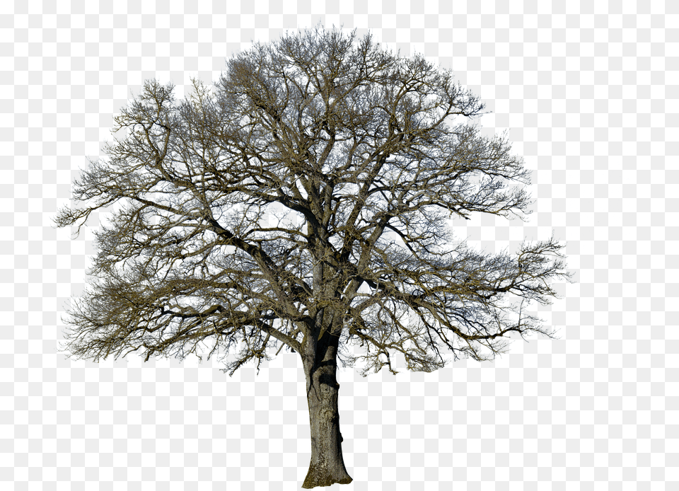 Sakura Tree Tree Without Leaves, Oak, Plant, Tree Trunk, Sycamore Free Transparent Png