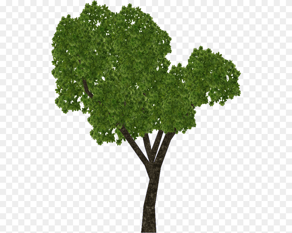 Sal Tree Download Realistic Sal Tree Drawing, Oak, Plant, Sycamore, Tree Trunk Free Png