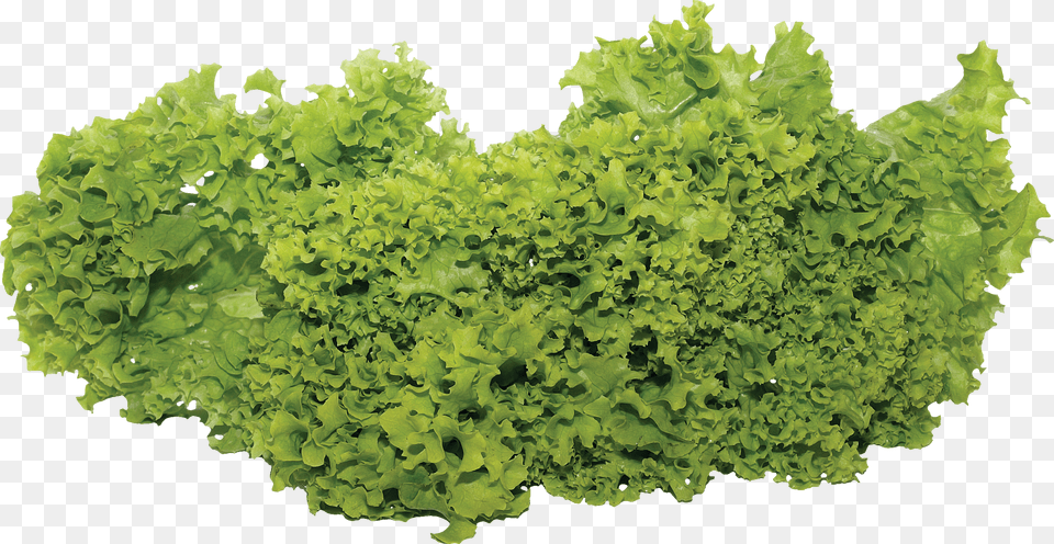 Salad Free Transparent Png