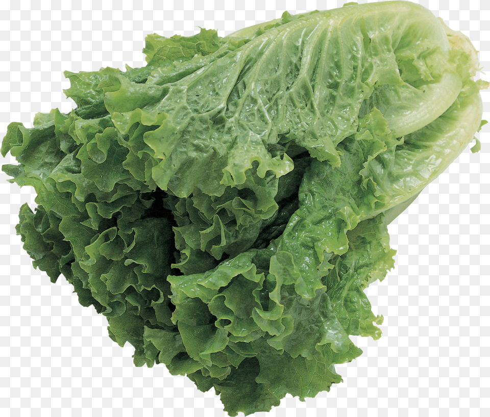 Salad, Food, Lettuce, Plant, Produce Png