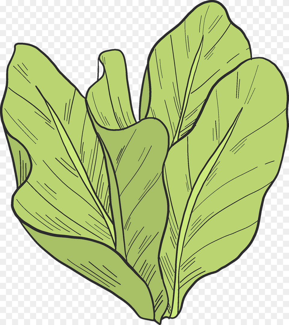 Salad Clipart, Leaf, Plant, Food, Produce Free Png Download