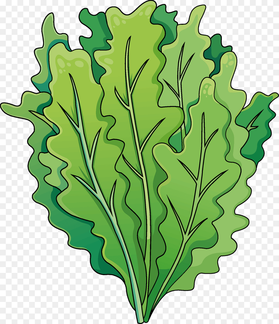 Salad Clipart, Leaf, Plant, Arugula, Food Free Png Download