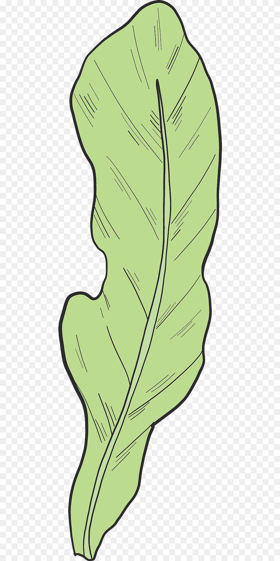 Salad Clipart, Leaf, Plant, Person Png