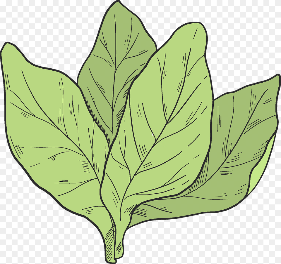 Salad Clipart, Leaf, Plant, Tobacco, Annonaceae Png