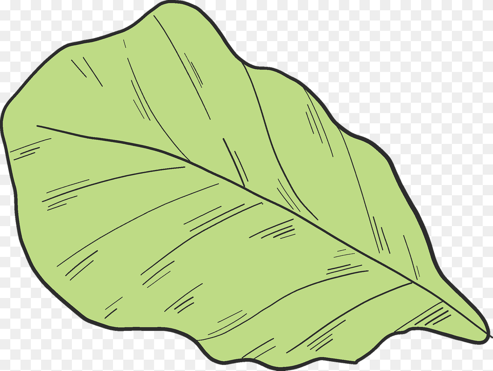 Salad Clipart, Leaf, Plant Png Image