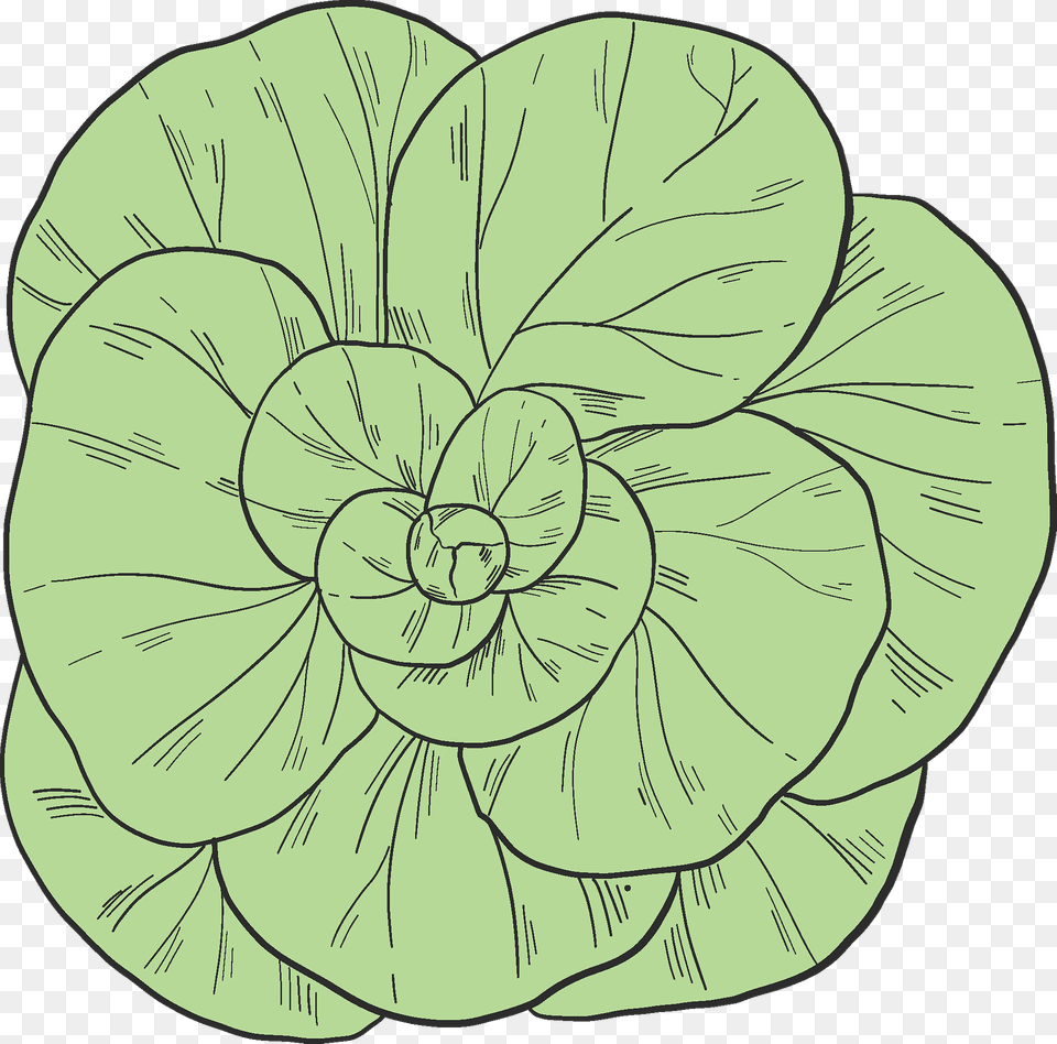 Salad Clipart, Dahlia, Flower, Plant, Art Free Transparent Png