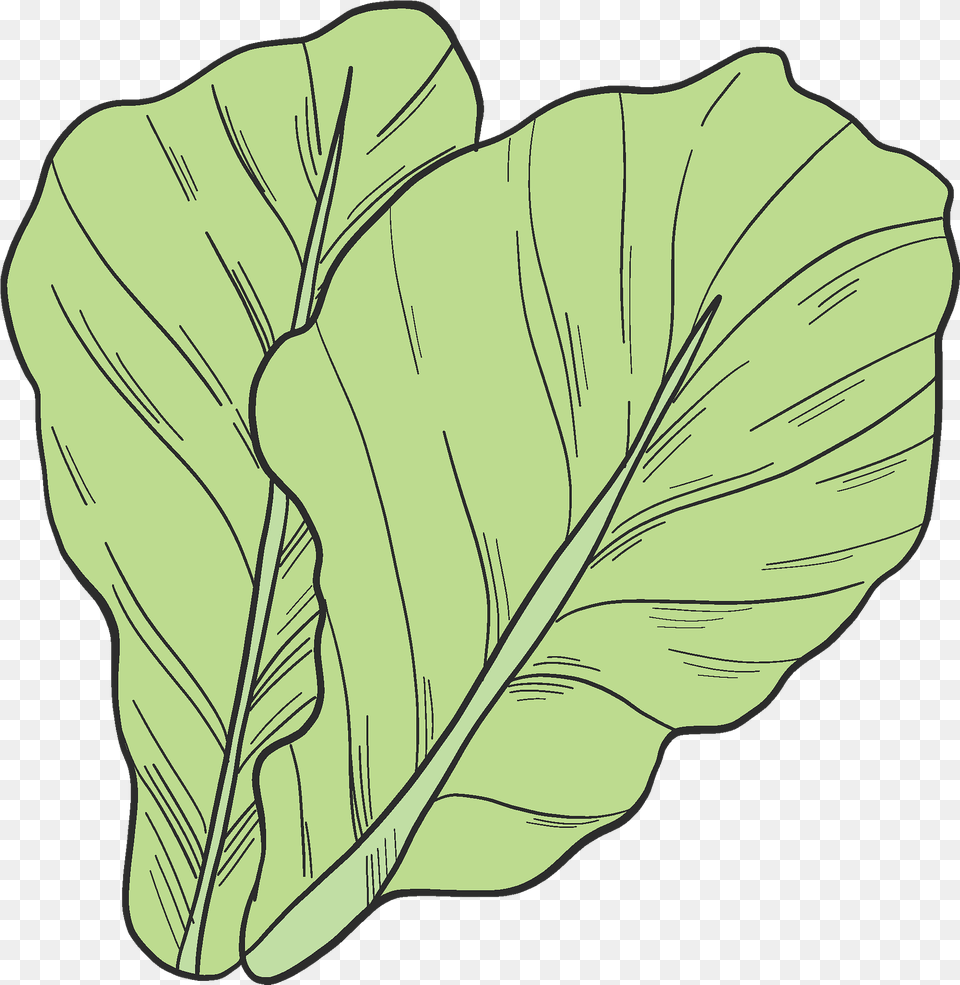 Salad Clipart Transparent Creazilla Water Plantains, Leaf, Plant, Food, Leafy Green Vegetable Free Png Download