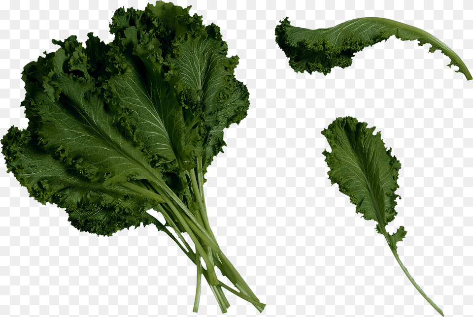 Salad Image Icon Favicon Freepngimg Mustard Greens, Food, Kale, Leafy Green Vegetable, Plant Free Png