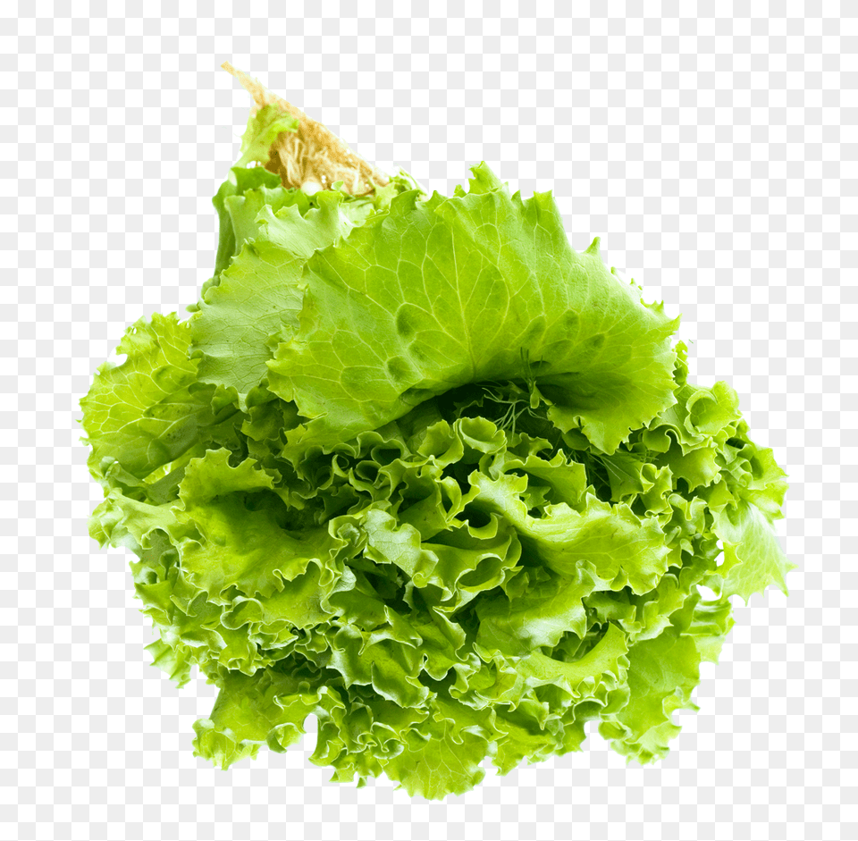 Salad Leaf Food, Lettuce, Plant, Produce Png Image