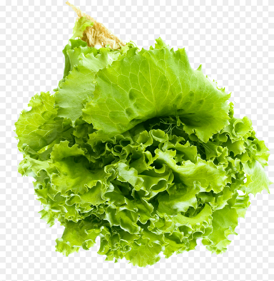 Salad Leaf Image For Lettuce Leaf, Food, Plant, Produce, Vegetable Free Png Download