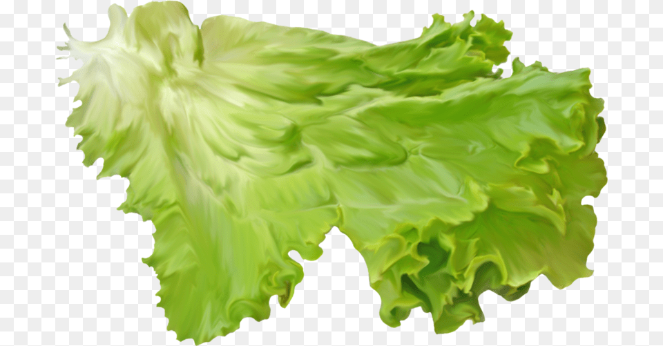 Salad Leaf On A Transparent Background Transparent Background Lettuce Transparent, Food, Plant, Produce, Vegetable Free Png Download