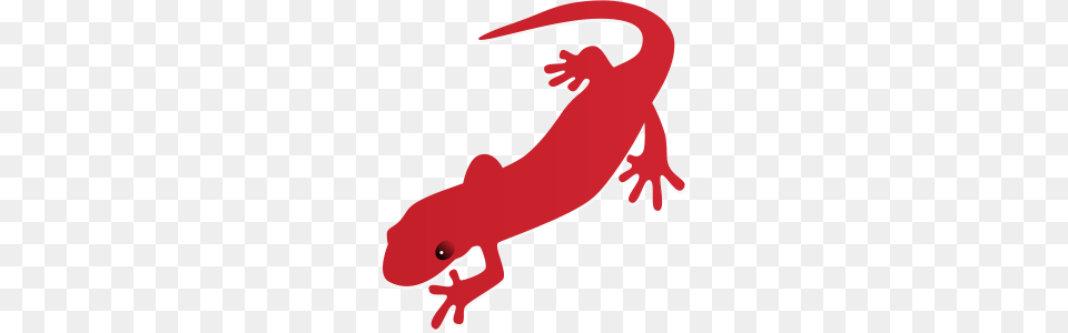 Salamander, Amphibian, Animal, Wildlife, Fish Png Image