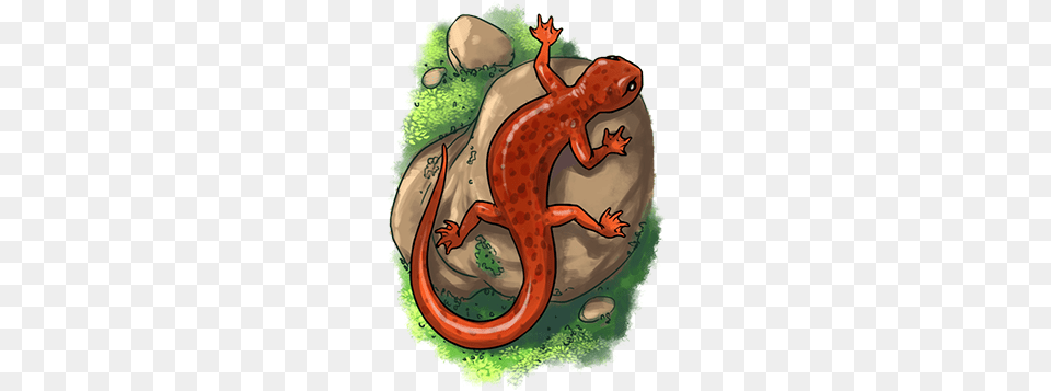 Salamander, Amphibian, Animal, Wildlife Png Image