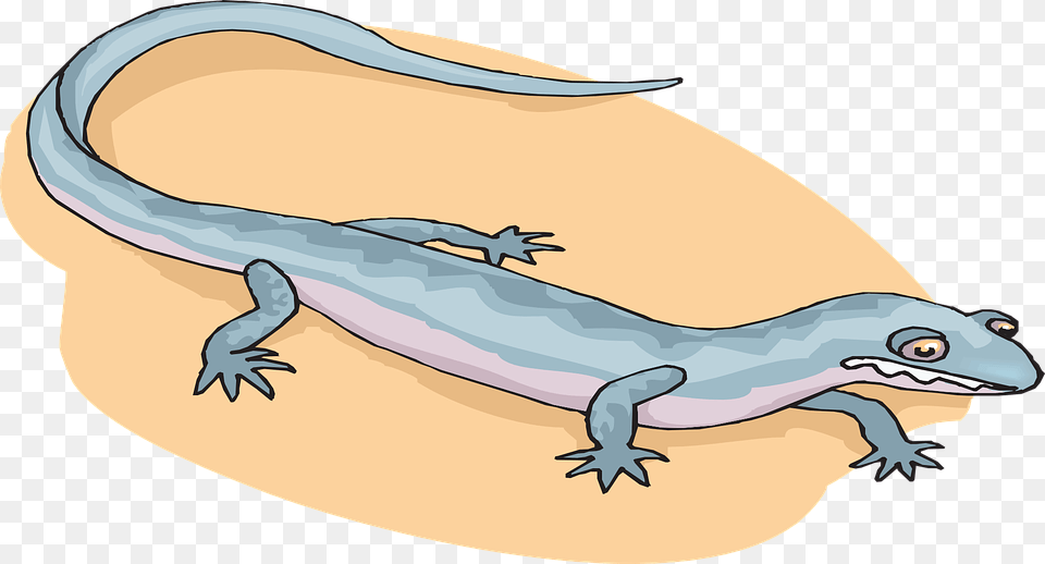 Salamander Amphibians Cartoon, Amphibian, Animal, Wildlife, Fish Png