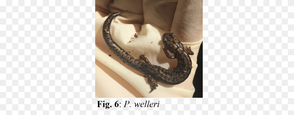 Salamander Cartilaginous Joints, Amphibian, Animal, Reptile, Snake Free Png