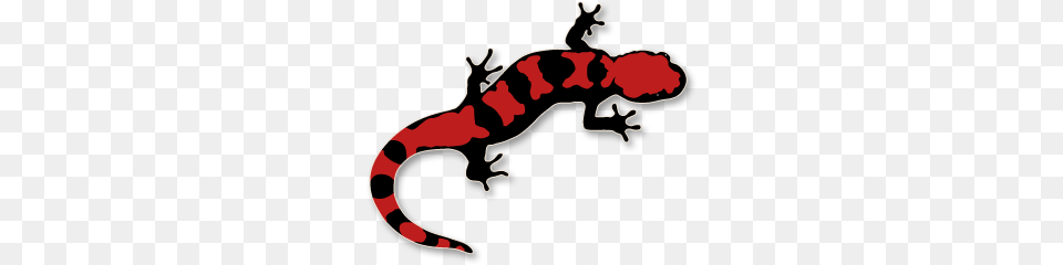 Salamander Clip Art, Amphibian, Animal, Wildlife, Gecko Free Png Download
