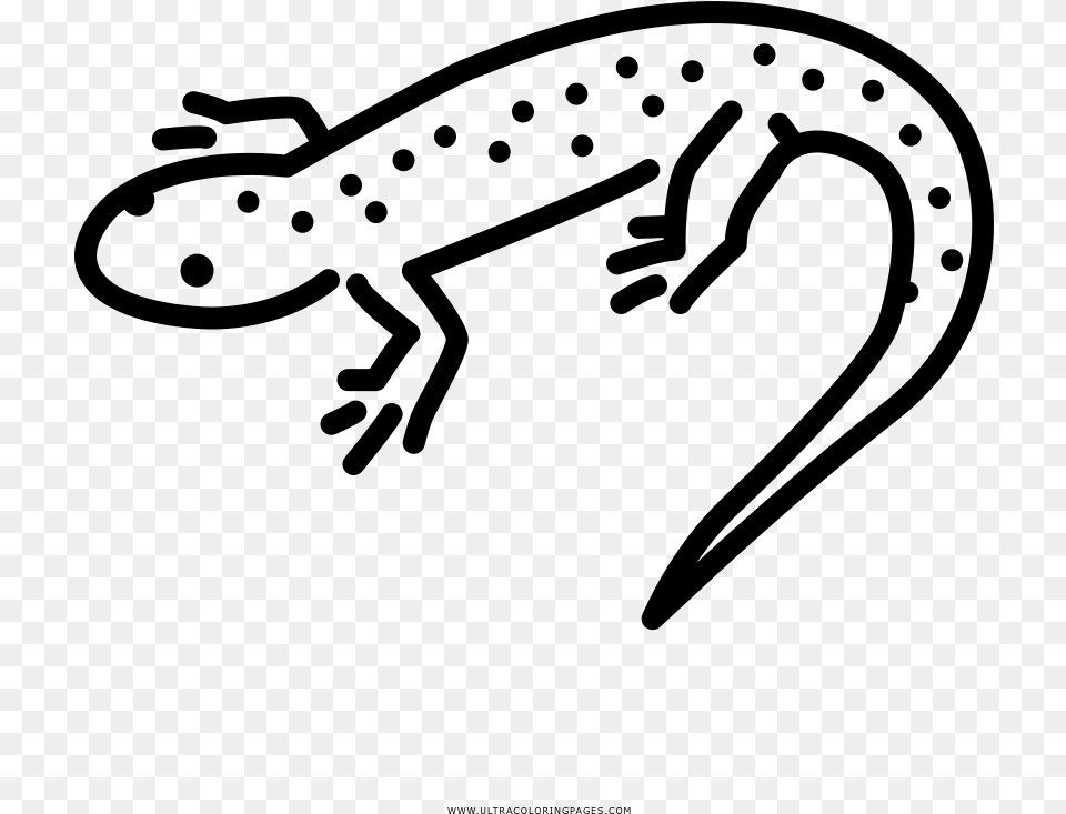 Salamander Coloring Page, Gray Png