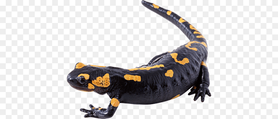 Salamander Image Background Salamandra, Amphibian, Animal, Wildlife, Reptile Free Transparent Png